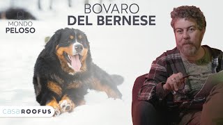 Bovaro del Bernese  Il CANE più COCCOLONE del mondo  tutto sulla RAZZA