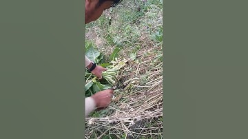 removing curly dock # bitter dock farming