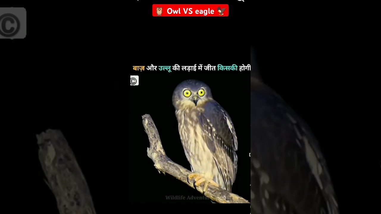 🦉🦉 owl VS eagle 🦅🦅 