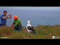 Royal albatross. Weighing - Королевский альбатрос. Взвешивание.