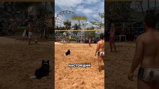 Собака умеет играть в волейбол #сериалы #моменты #фильмы #shorts #agress