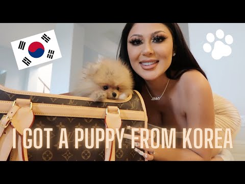 Korean Spa Las Vegas - I GOT A TEACUP POMERANIAN FROM KOREA