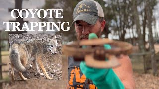 How To Set Coyote Traps