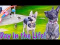 Day in the Life of Two German Shepherds!