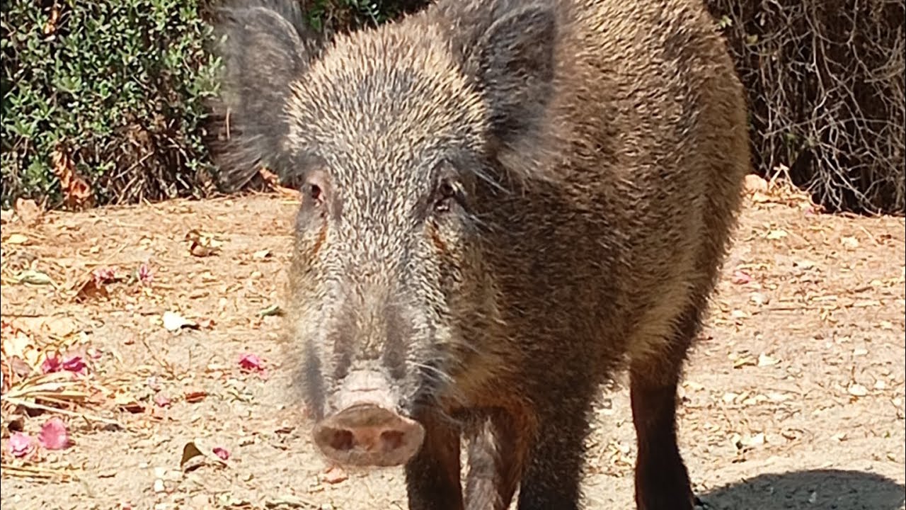 Domuz çok tehlikeli 🤔#keşfet #wildlife #keşfetteyiz #animals #cute #domuzbinici