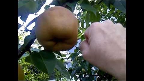 Picking Asian Pears