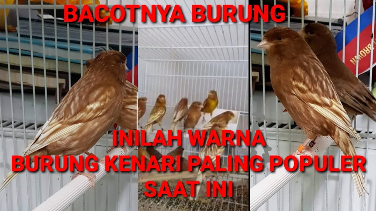 Inilah warna burung kenari paling langka dan di cari