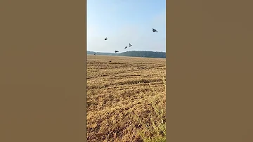Охота на вяхиря. Сизари.