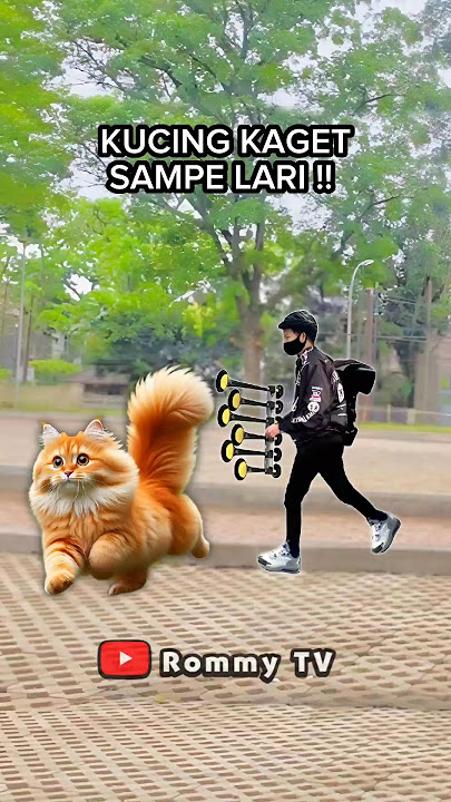 KUCING KAGET!! Prank Klakson Bus Telolet #shorts #basuri
