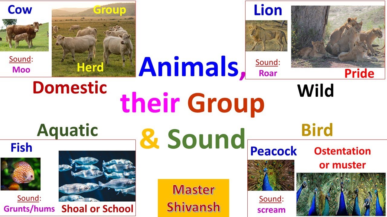 Animals, their Group & Sound | Animal group names | Animal sound | Animal  groups | 33 Amazing Animal - YouTube