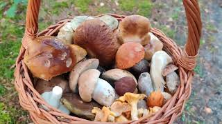 Piękne grzyby!!!🍄 tym razem powiat bełchatowski! (10-09-2022)
