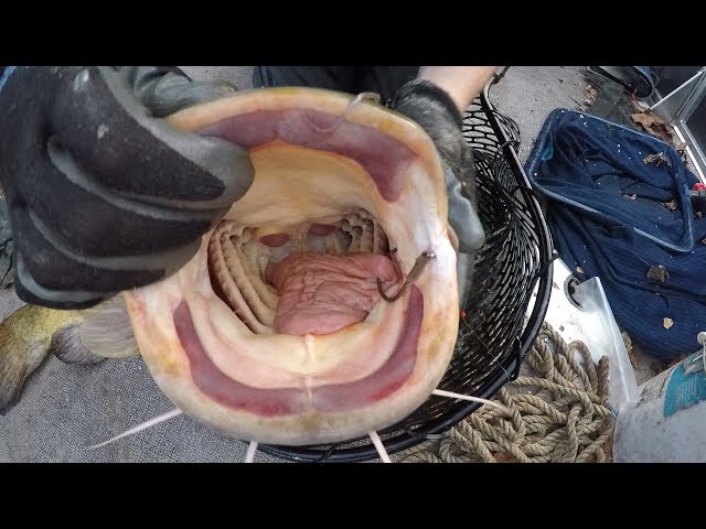 How to unhook catfish - tips for holding, burping and releasing catfish 