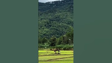 Sanes Eta H. Dody Mansyur#shorts