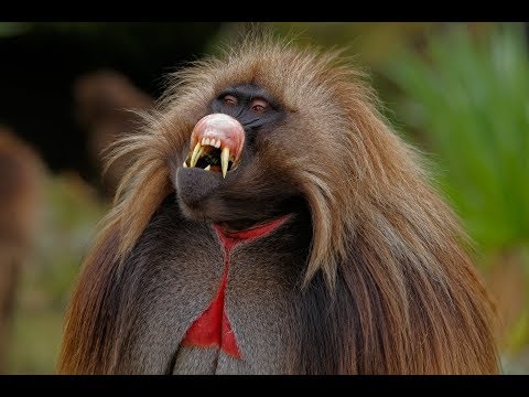 Wild King of Baboons Documentary HD 2018 - NATGEO Wild