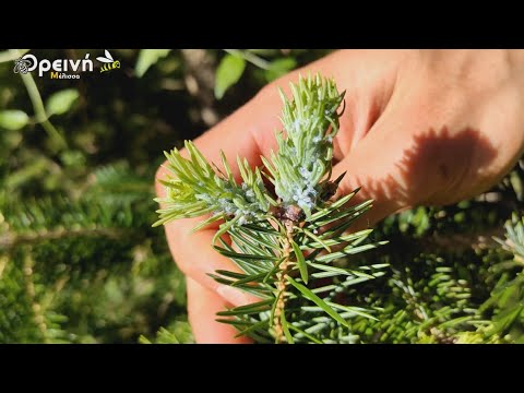 Βίντεο: Πώς μεγαλώνουν τα έλατα;