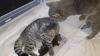 Dad Cat Meets his Newborn Kittens and Kisses Mom Cat