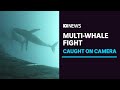Camera captures 'boss' humpback starting multi-whale fight | ABC News