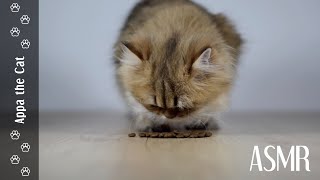 Cat Eating Dry Food ASMR #goldenbritishlonghaircat