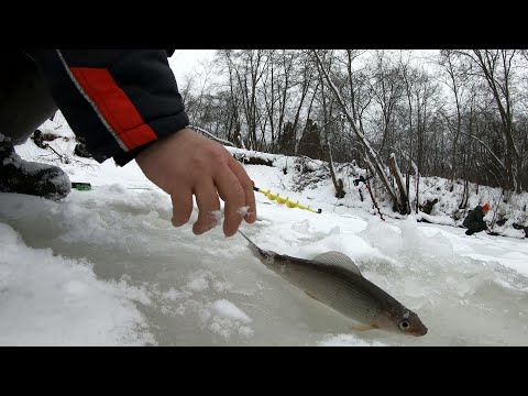 Хариус зимой.Не клюёт.Сезон купания открыт.