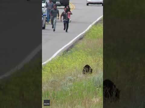 Tourists sprint towards a family of bears, causing them to run off #Shorts