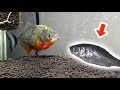 腹ペコのピラニアにフナを与えてみた結果…！