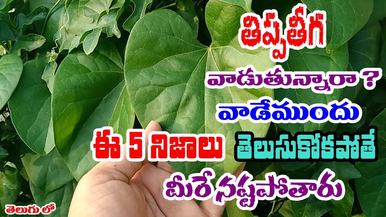 తిప్ప తీగ వాడుతున్నారా ? అయితే ఈ 5 నిజాలు తెలుసుకోకపోతే నష్టపోతారు ! || Tippa Teega
