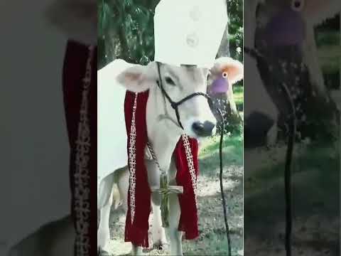 Holy cow