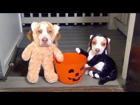 Dogs Go Trick or Treating on Halloween:  Cute Dog Maymo & Puppy Penny