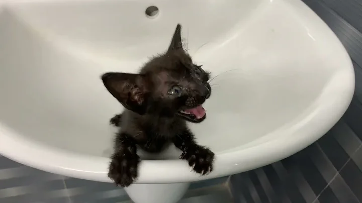 Video 11497311: bath meows loudly, kitten meowing loudly, kitten enjoying, kitten love