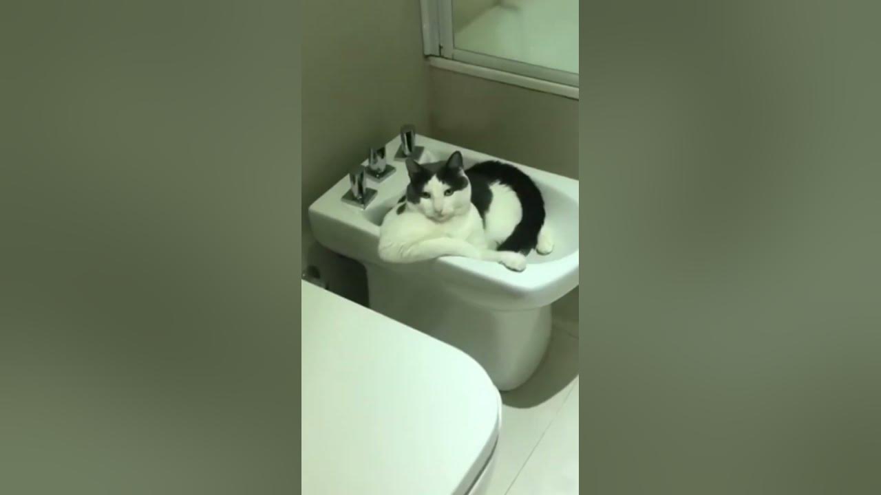 котик сидит на толчке - YouTube