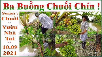 Ba Buồng Chuối Chín !.. ( Series : Chuối !.. Series : Vườn Nhà Tui !.. _ 10.09.2021_04.08.2021 al).