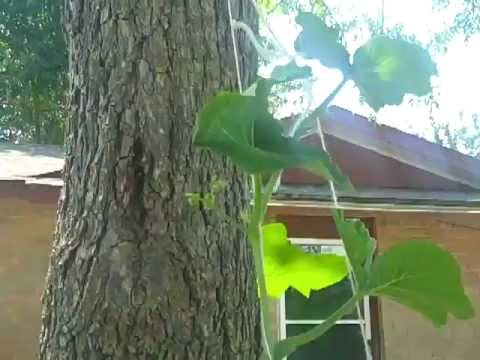 Ernut And Acorn Squash Growing Technique Part-11-08-2015