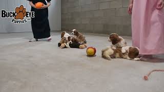 Lovable Cavalier King Charles Spaniel Puppies