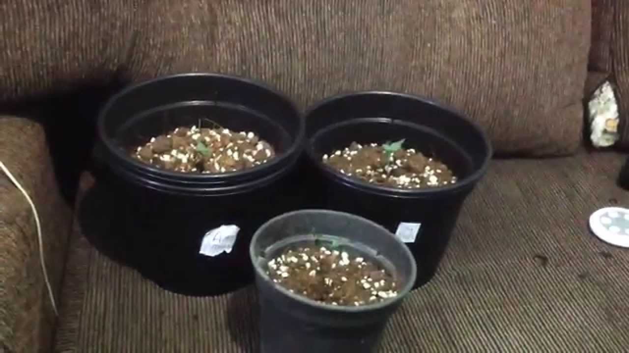 OG KUSH GROW INDOOR 2 WEEKS + WHITE WIDOW X BIG BUD , AUTOMARIA2