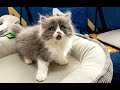 Cat TV 猫が喜ぶ映像 #Cat #Kitten #Cats #猫咪 #貓