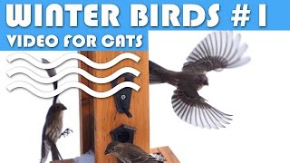 Bird Video For Cats: Winter Birds #1 - House Finch.