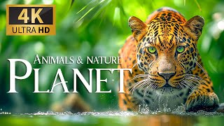 Animals & Nature Planet 4K 🐾 Discovery Relaxation Wonderful Wildlife Movie With Relaxing Piano Music