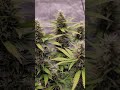 Wir befinden uns Am Ende. Trichome sehen super aus, ab jetz nur noch mit Wasser 🫠 #gardening #indoor