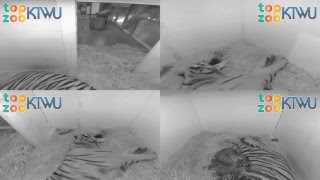 Tiger Birth Cam 1 #TopZooKTWU
