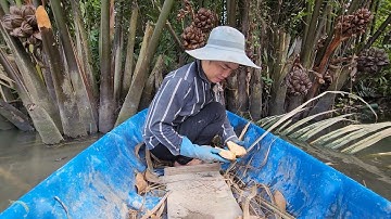 Trái Dừa Nước đặc sản miền tây bạn ăn thử chưa | Tân Hồng TV