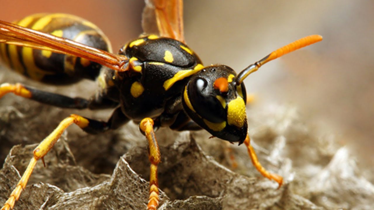 Чем опасны укусы ос и шершней? Школа здоровья 26/07/2014 GuberniaTV