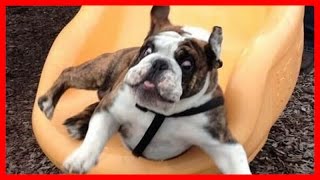 Cute  English Bulldog climb ladder then slide down by Puppy Love 16,146 views 8 years ago 10 minutes, 33 seconds