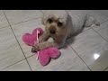 Cute dog  fufu diary fufu brushing teeth by herself with her toothbrush after playing with her toy