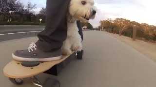 ZBoard Skateboarding Westie