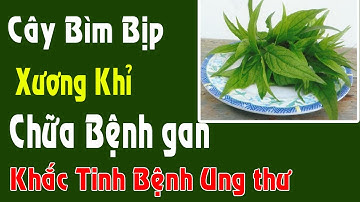 Cây bìm bịp chữa bệnh gan kể cả ung thư gan