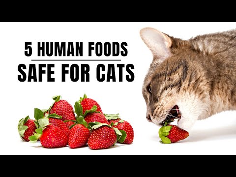 5 Human Foods