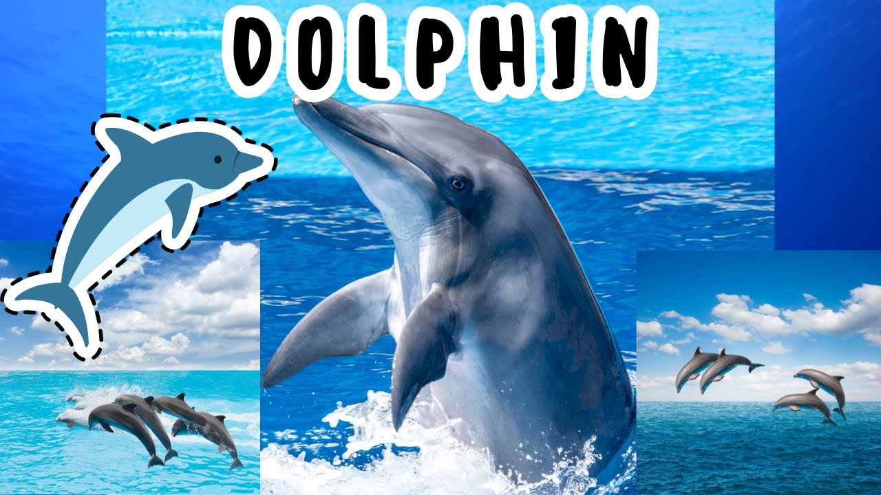 Amazing Dolphin Facts for Kids | Learn About Dolphins!