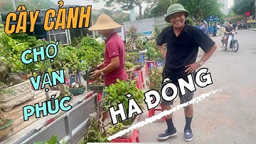 Cây Cảnh Chợ Vạn Phúc Phiên Mồng 5/4/2024( Âm Lịch). Chợ Vạn Phúc-Hà Đông P1