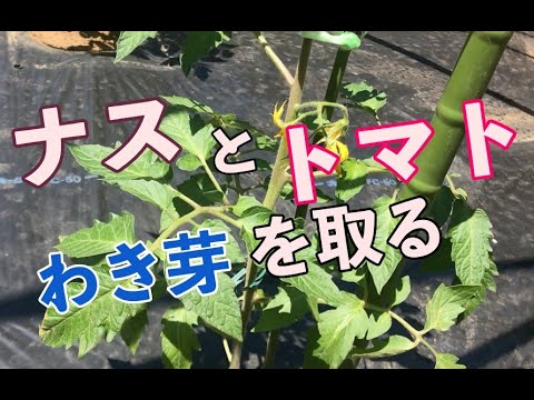初心者向け家庭菜園 わき芽って何 ナスとトマトの栽培方法 Youtube