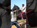 Horseracing horseriding marwarihorse horses trending